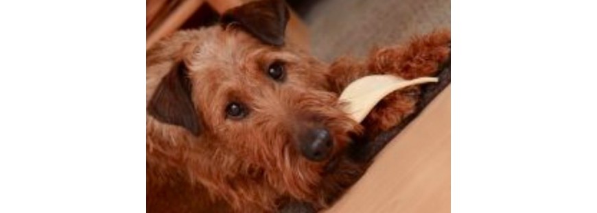Premios para perros: ¿cómo elegir bien?